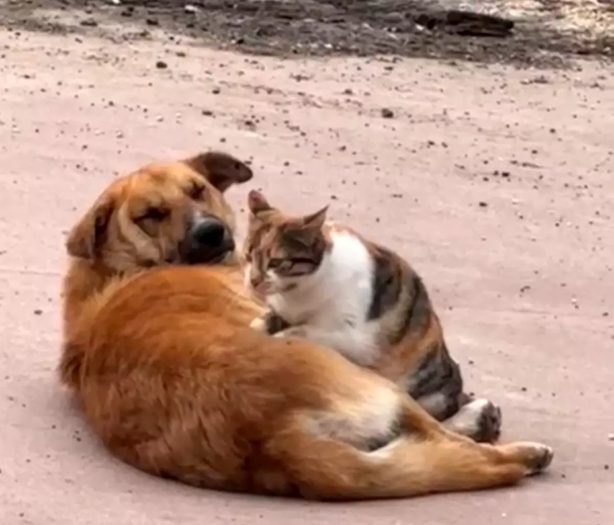Düzce’de Kedi ve Köpeğin Şaşırtan Dostluğu