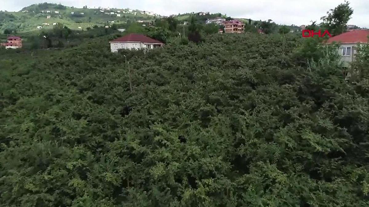 Fındıkta 200 bin ton kayıp bekleniyor